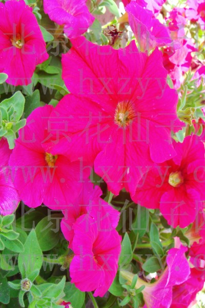 F1 pretty Petumia dark pink