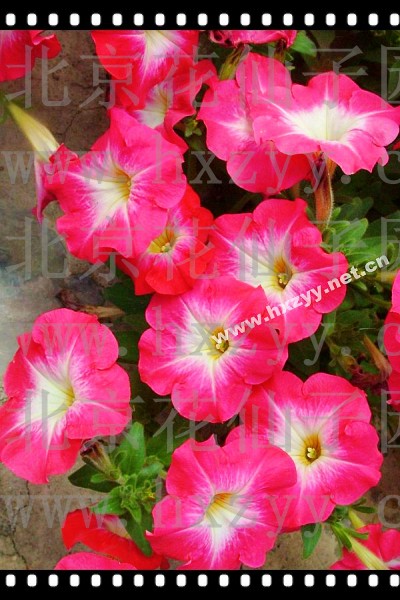 F1 pink skirt petunia