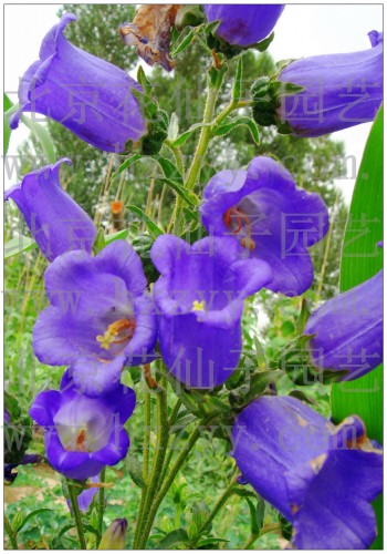 Canterburybells blue