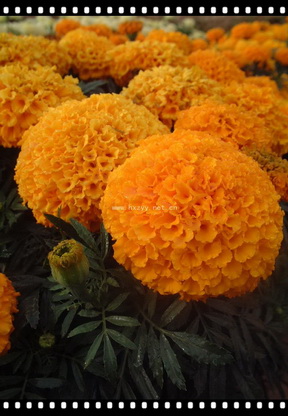 F1Marigold