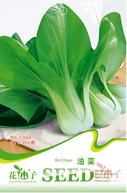 四季油菜